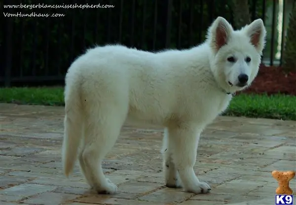 White Swiss Shepherd puppy for sale