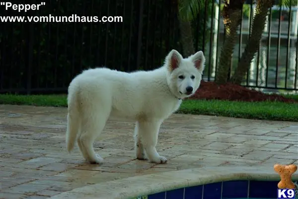 White Swiss Shepherd puppy for sale