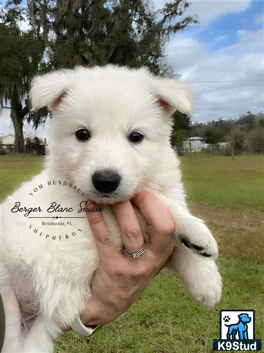 White Swiss Shepherd