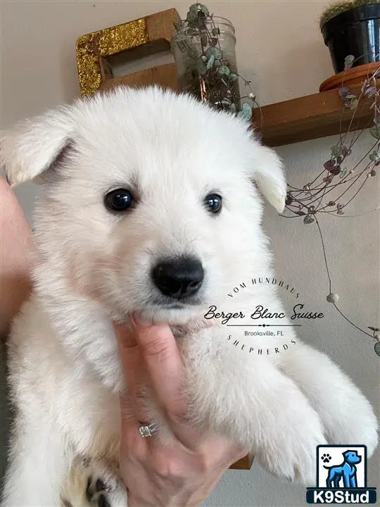 White Swiss Shepherd puppy for sale