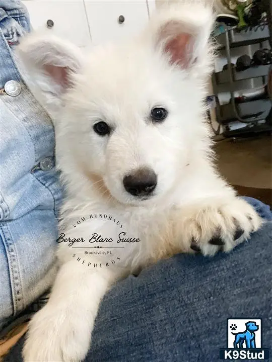 White Swiss Shepherd puppy for sale