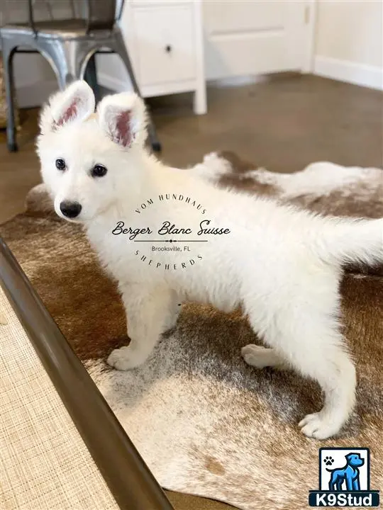 White Swiss Shepherd puppy for sale