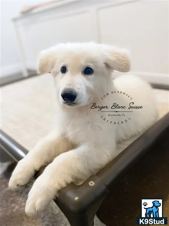 White Swiss Shepherd puppy for sale