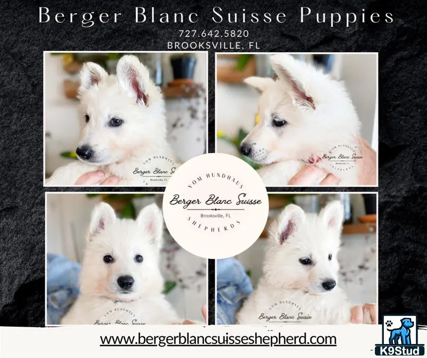 White Swiss Shepherd puppy for sale