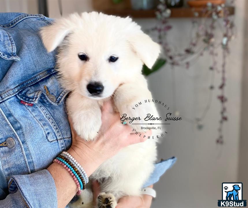 a person holding a white swiss shepherd dog