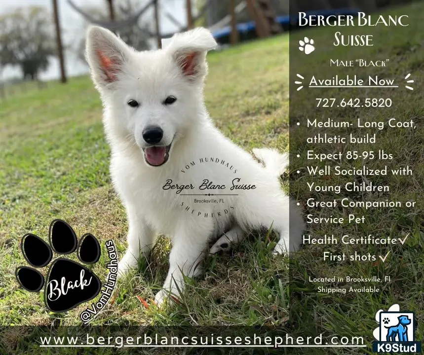 White Swiss Shepherd puppy for sale