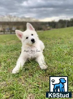 White Swiss Shepherd puppy for sale