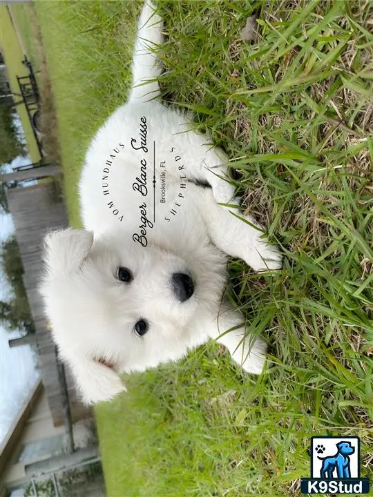 White Swiss Shepherd puppy for sale