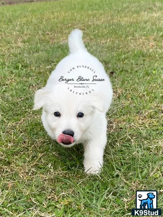 White Swiss Shepherd puppy for sale