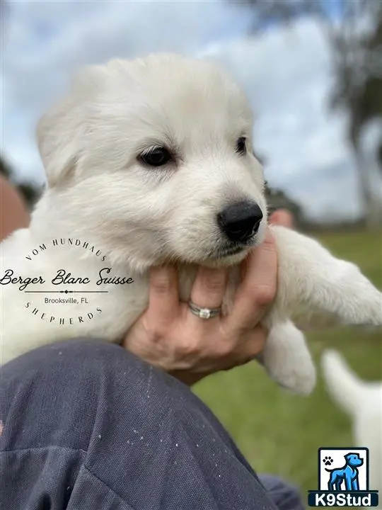 White Swiss Shepherd puppy for sale