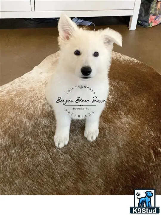 White Swiss Shepherd puppy for sale