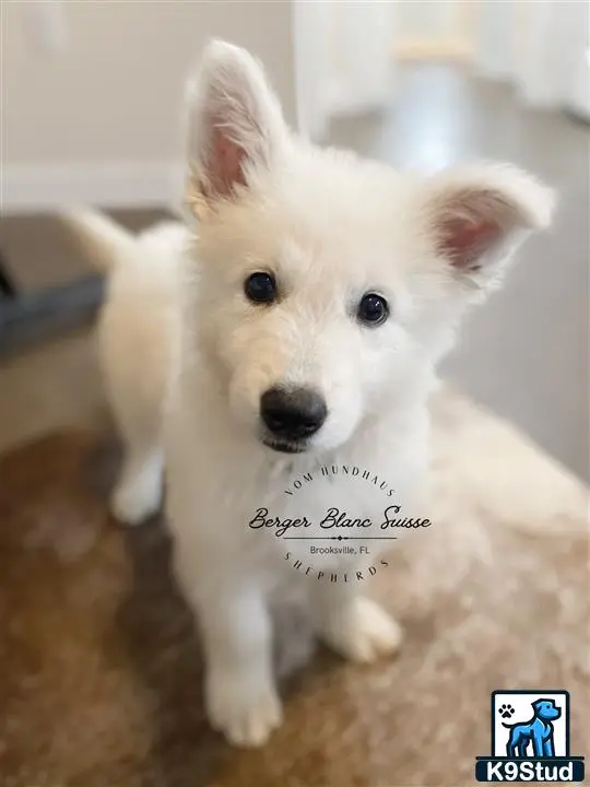 White Swiss Shepherd puppy for sale