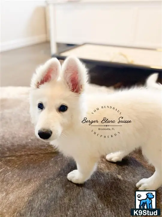 White Swiss Shepherd puppy for sale