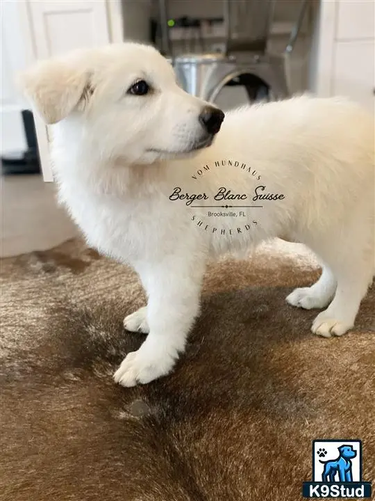 White Swiss Shepherd puppy for sale