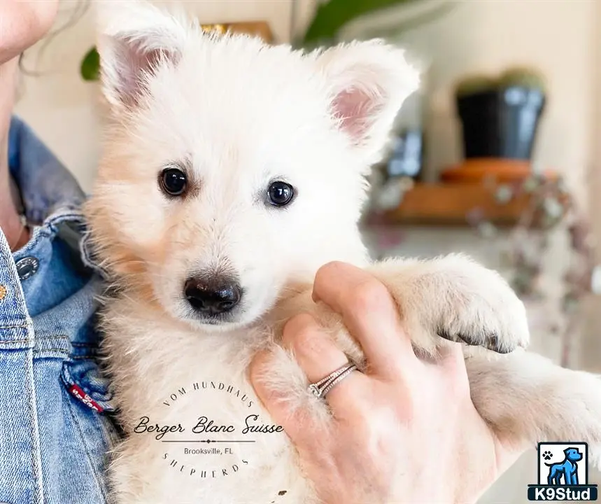 White Swiss Shepherd puppy for sale