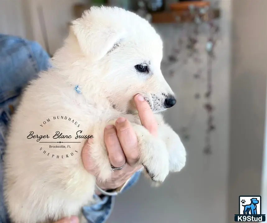 White Swiss Shepherd puppy for sale