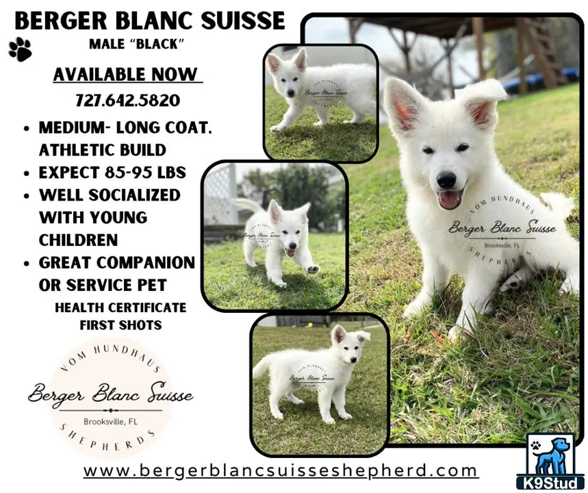 White Swiss Shepherd puppy for sale