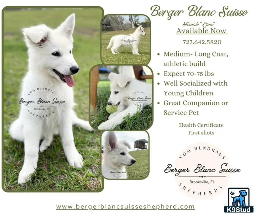 White Swiss Shepherd puppy for sale