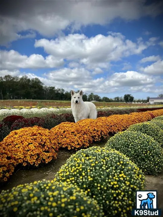 White Swiss Shepherd puppy for sale