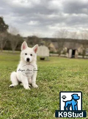 White Swiss Shepherd puppy for sale