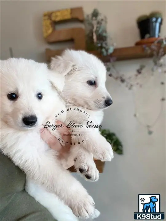 White Swiss Shepherd puppy for sale