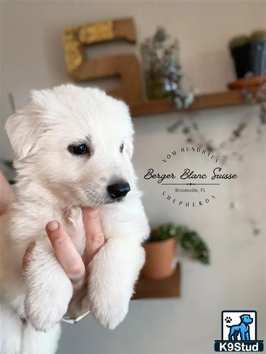 White Swiss Shepherd puppy for sale