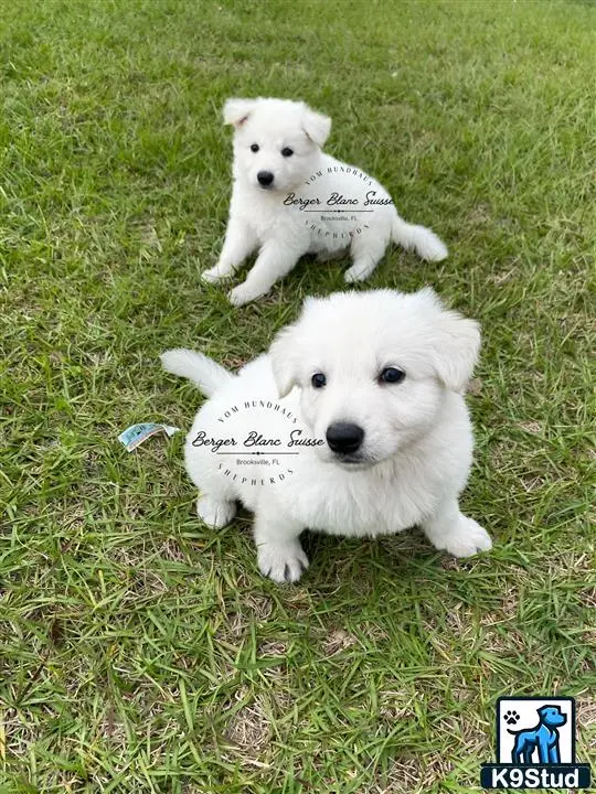 White Swiss Shepherd puppy for sale