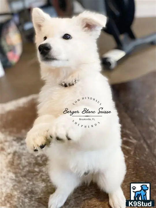 White Swiss Shepherd puppy for sale