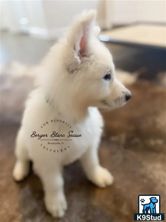 White Swiss Shepherd puppy for sale