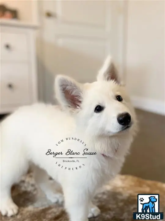 White Swiss Shepherd puppy for sale