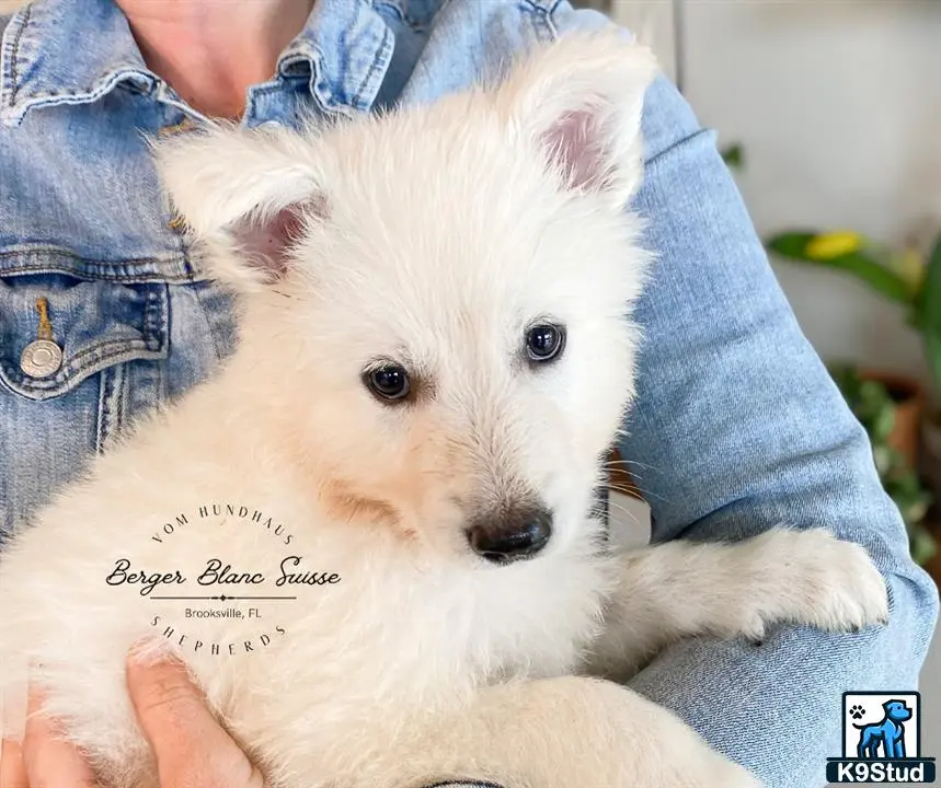 White Swiss Shepherd puppy for sale