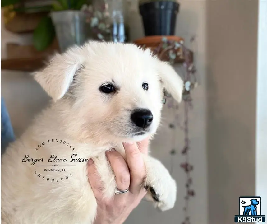 White Swiss Shepherd puppy for sale