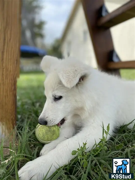 White Swiss Shepherd puppy for sale