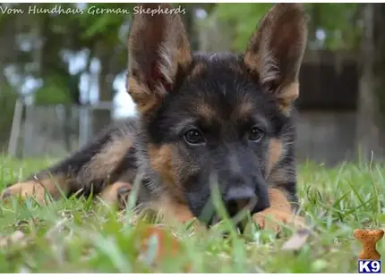 German Shepherd