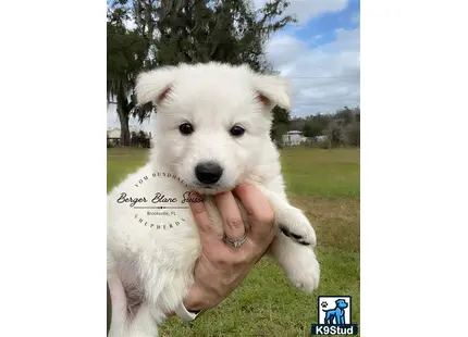 White Swiss Shepherd