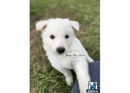 White Swiss Shepherd