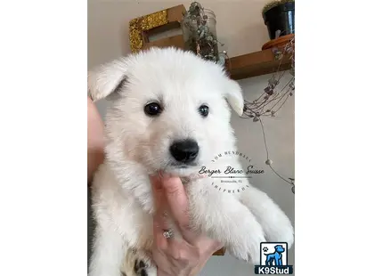 White Swiss Shepherd