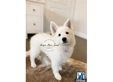 White Swiss Shepherd