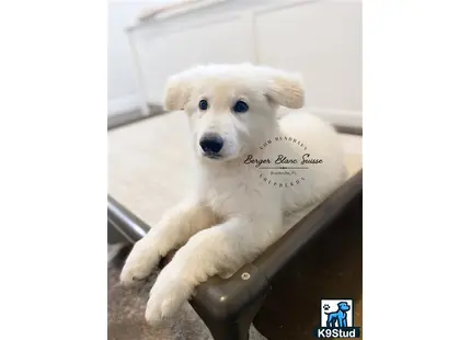 White Swiss Shepherd