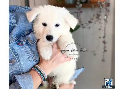 White Swiss Shepherd