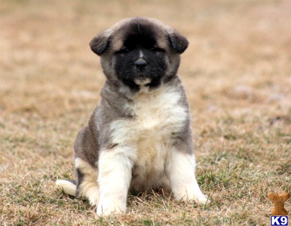 keypups123 Picture 1