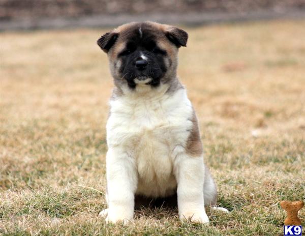 Akita puppy for sale