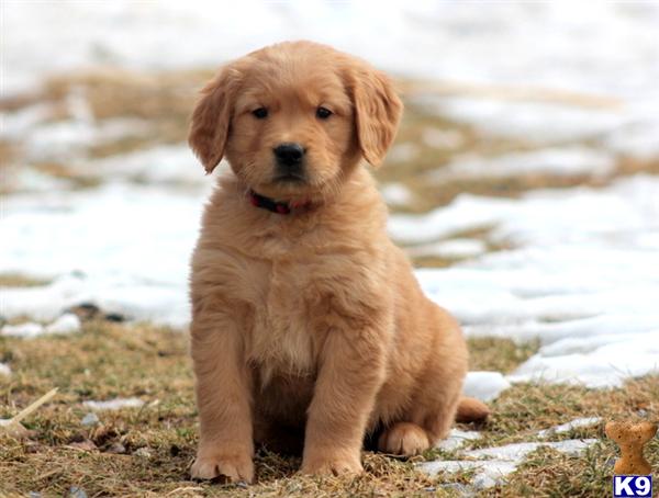 Golden Retriever