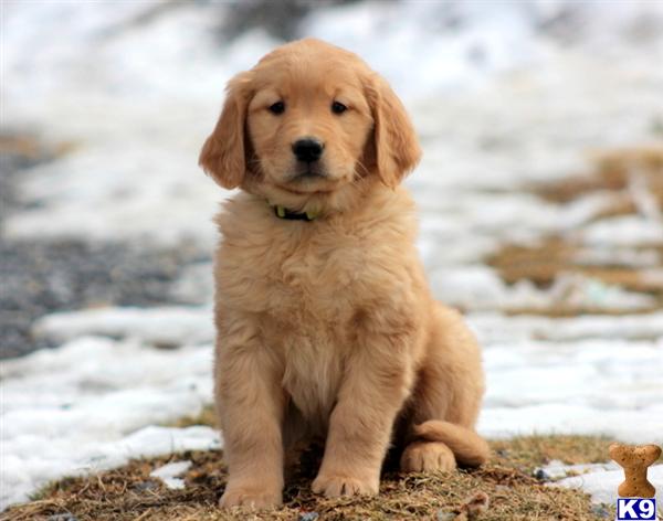 Golden Retriever