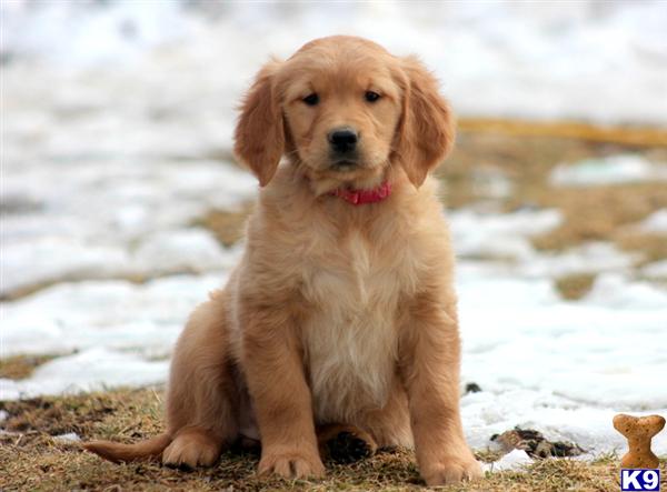 Golden Retriever