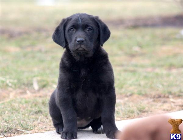 Labrador Retriever