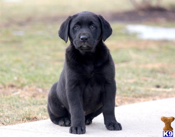 Labrador Retriever