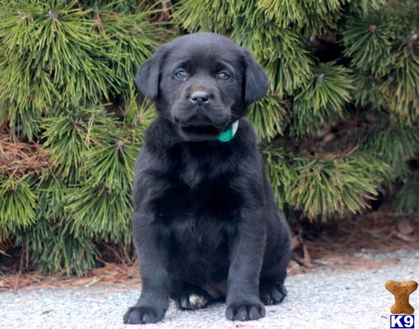 Labrador Retriever