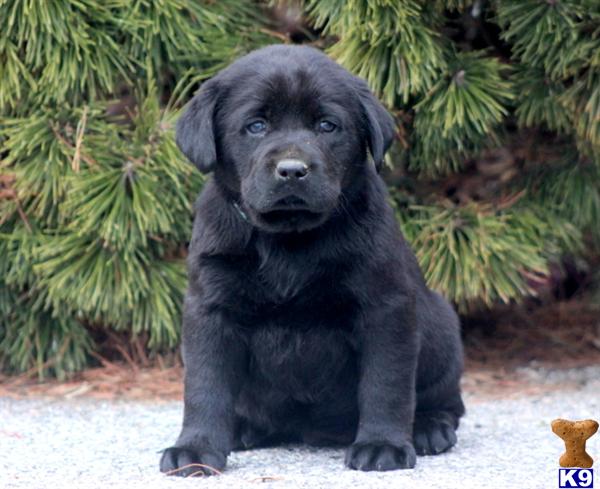 Labrador Retriever