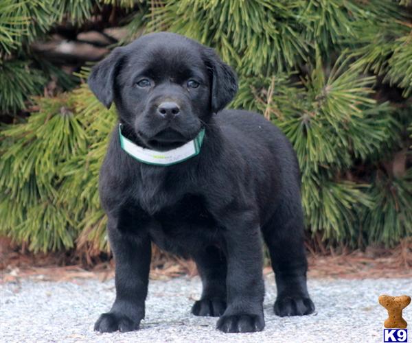 Labrador Retriever